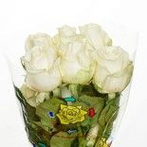 ROSE SO PEACH 40